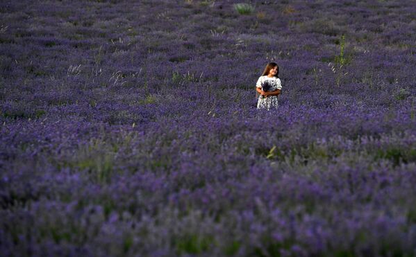Девочка в лавандовом поле в селе Тургеневка Бахчисарайского района
