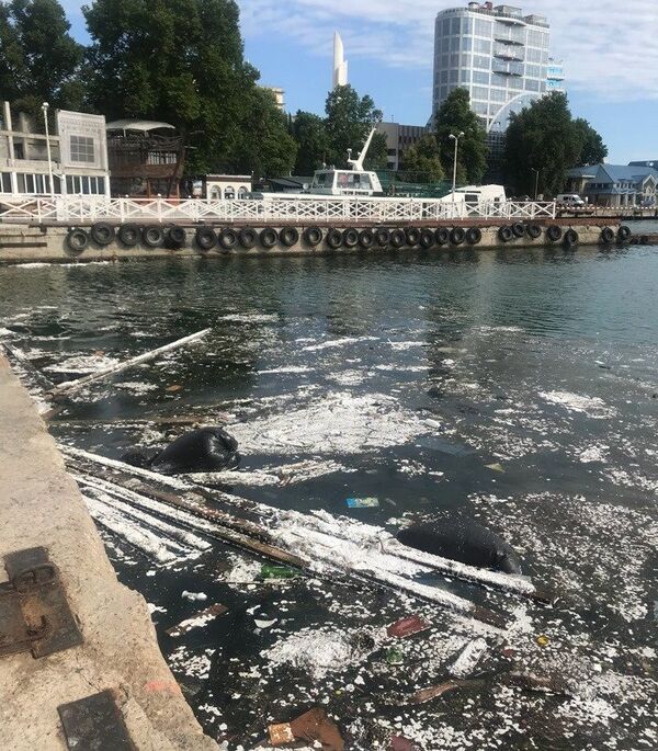 Мусор в бухте в Севастополе Мусор в бухте в Севастополе