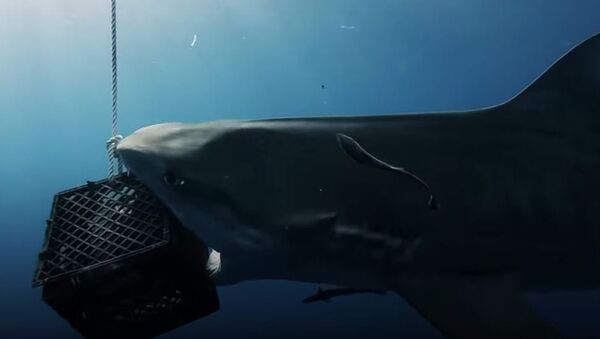 Видео тигровых акул во Флориде