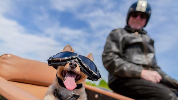 Собака в коляске мотоцикла. Архивное фото