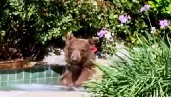 В Калифорнии медведь на территорию частного дома купается в джакузи