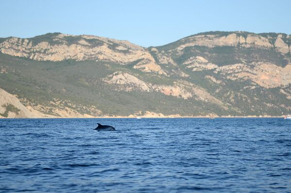 Дельфины в акватории Черного моря в Севастополе