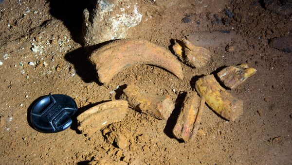 Фрагменты костей и зубов древних животных, найденных в пещере в районе пос. Зуя на месте строительства трассы Таврида