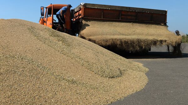 Выгрузка озимой пшеницы на зерновом току хозяйства ЗАО Политотдельское в Тогучинском районе Новосибирской области