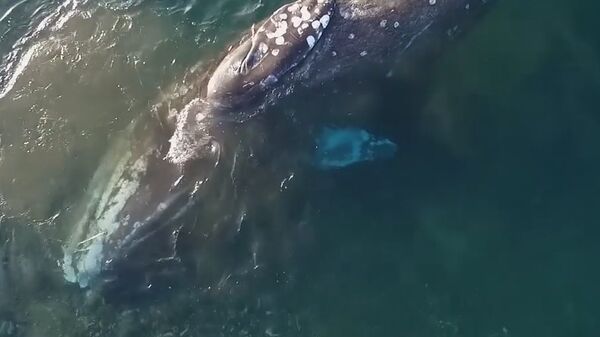 На Чукотке кит подплыл к берегу, чтобы почесать спинку