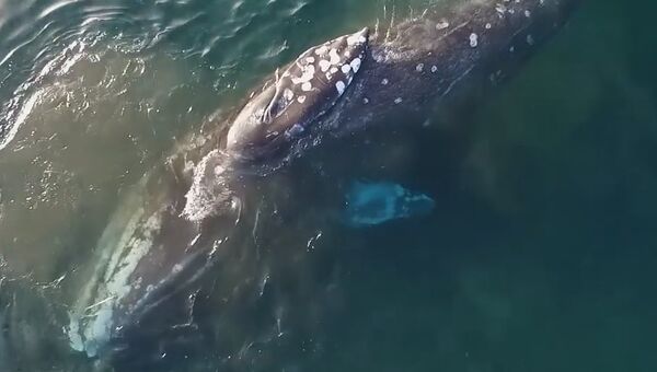 На Чукотке кит подплыл к берегу, чтобы почесать спинку