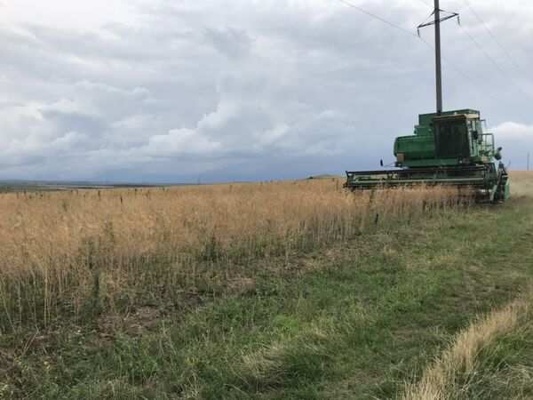 Уничтожение конопли в Белогорском районе Крыма Уничтожение конопли в Белогорском районе Крыма