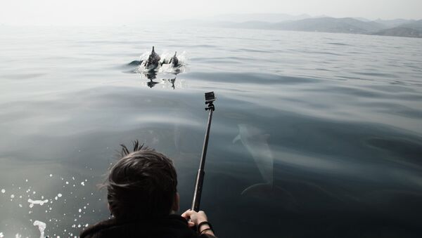 Видео: как в Крыму профессионалы и любители спасают дельфинов