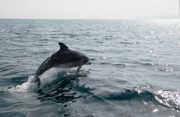 Дельфин в Черном море Дельфин в Черном море