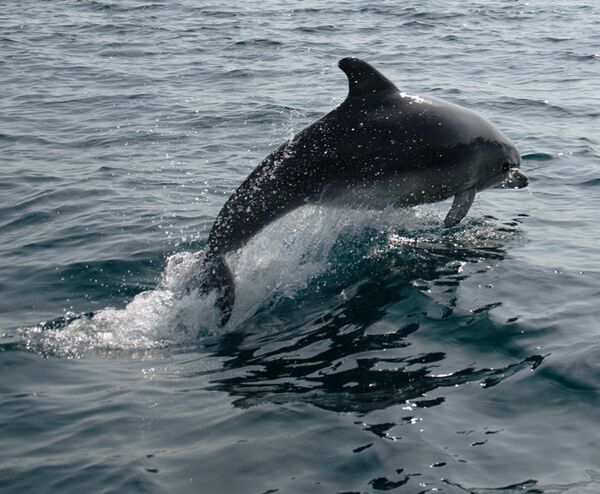 Дельфин в Черном море Дельфин в Черном море