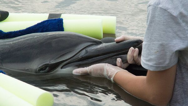 Сотрудники организации Безмятежное море оказывают помощь дельфину