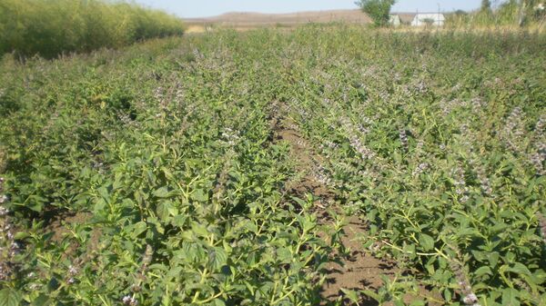 Мята на опытном поле НИИ сельского хозяйства Крыма Мята на опытном поле НИИ сельского хозяйства Крыма