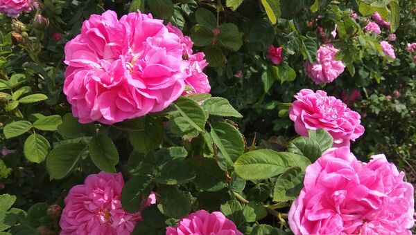 Цветы эфиромасличной розы на опытном поле НИИ сельского хозяйства Крыма