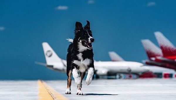 Собака Алиса - живой талисман аэропорта Симферополь