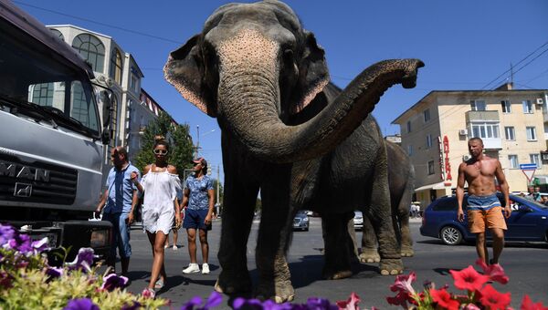 Прогулка слонов по улицам Евпатории