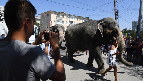 Прогулка слонов по улицам Евпатории