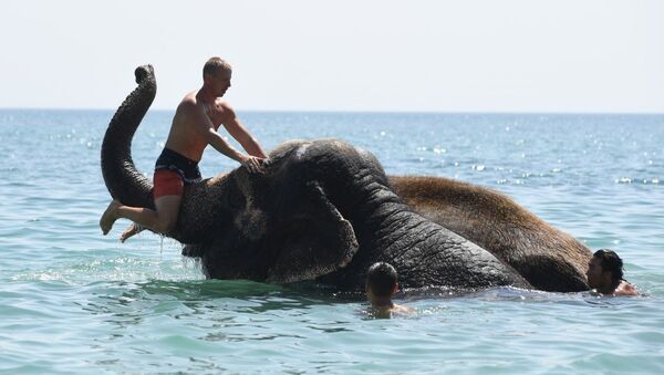 Купание слонов на побережье в Евпатории