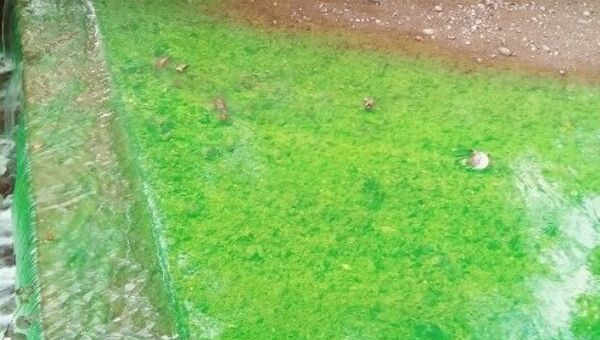Река Быстрая в Ялте окрасилась в зеленый цвет