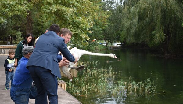В парке им. Гагарина в Симферополе выпускают в пруд лебедей-шипунов