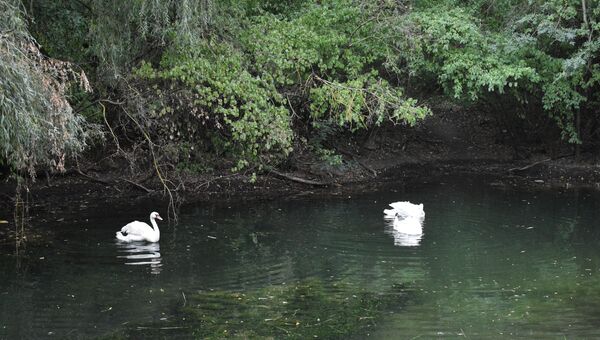 Видео выпуска лебедей в пруд парка им. Гагарина в Симферополе