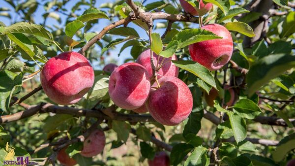 Засухоустойчивые яблони на учебно-опытном хозяйстве Академии биоресурсов и природопользования КФУ 
