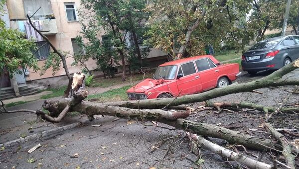 В Симферополе упавшее дерево смяло припаркованный рядом автомобиль ВАЗ-2103