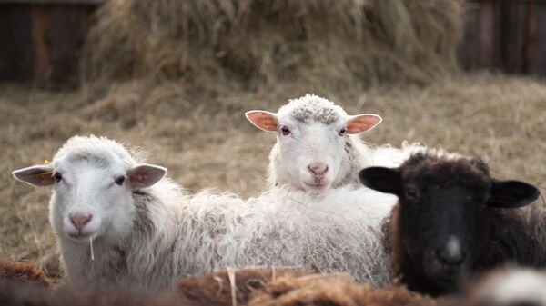 Овцы на домашнем подворье в одной из деревень Первомайского района Томской области