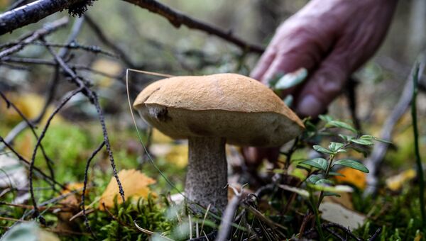 Сбор грибов в лесу. Архивное фото