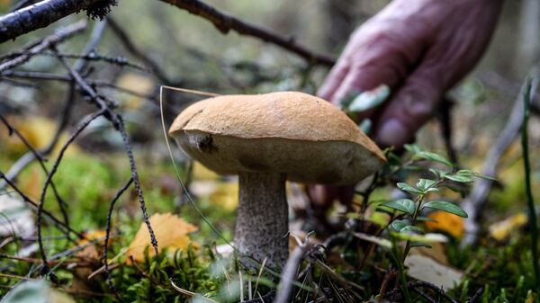 Сбор грибов в лесу. Архивное фото