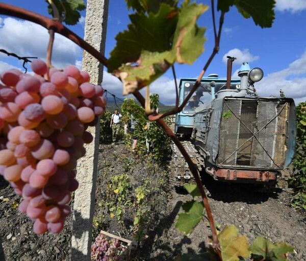 Реферат: Виноградники в Крыму