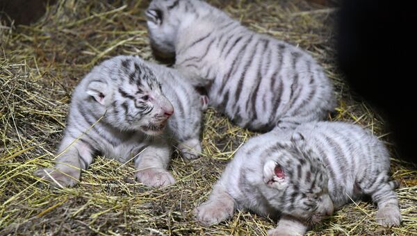 Детеныши бенгальских тигров в сафари-парке в Крыму
