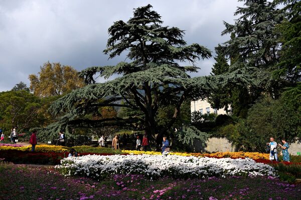 Выставка хризантем Осенний блюз в Никитском ботаническом саду