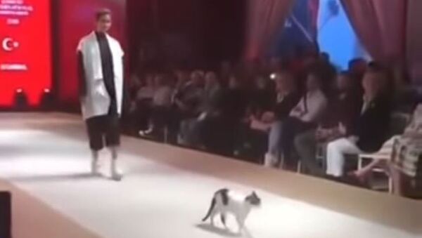 Видео дефиле кошки на показе мод в Турции