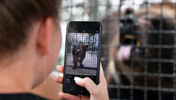Посетительница фотографирует на смартфон медведя в крымском сафари-парке