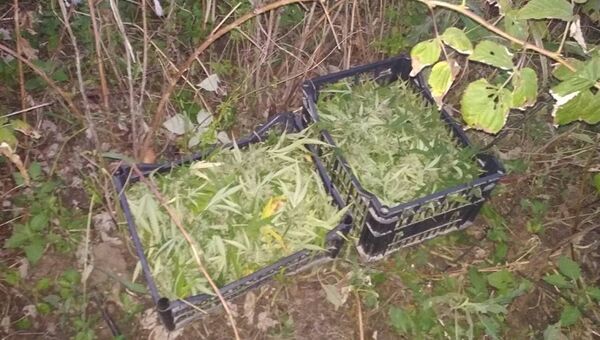В Кировском районе полицейские изъяли у селянина 2,5 кг конопли
