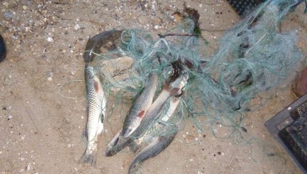 Пиленгас, выловленный браконьером в Азовском море