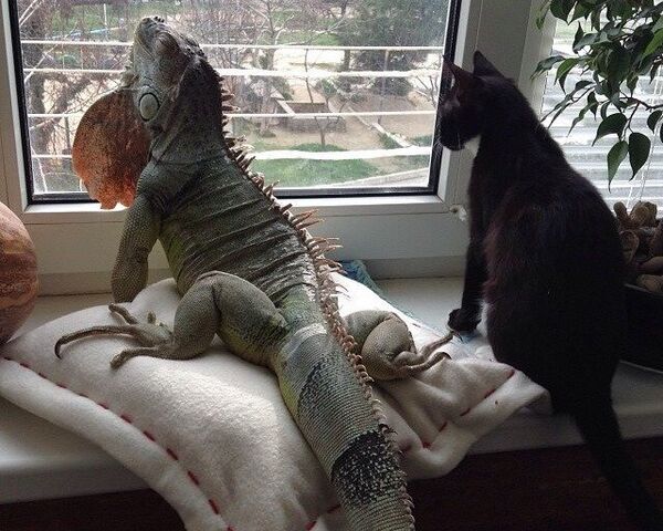 Игуана с котом Игуана с котом