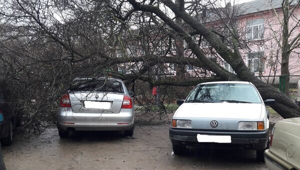 В Симферополе дерево упало на машины