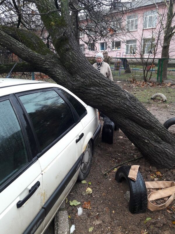 В Симферополе дерево упало на машины В Симферополе дерево упало на машины