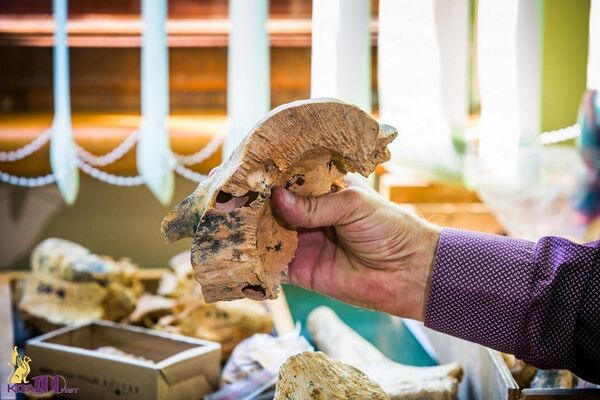 Найденные в пещере в зоне строительства трассы Таврида останки древних животных Найденные в пещере в зоне строительства трассы Таврида останки древних животных