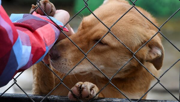 Собака в приюте для безнадзорных животных в микрорайоне Каменка в Симферополе