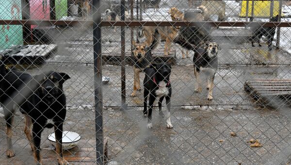 Собаки в приюте для безнадзорных животных в микрорайоне Каменка в Симферополе