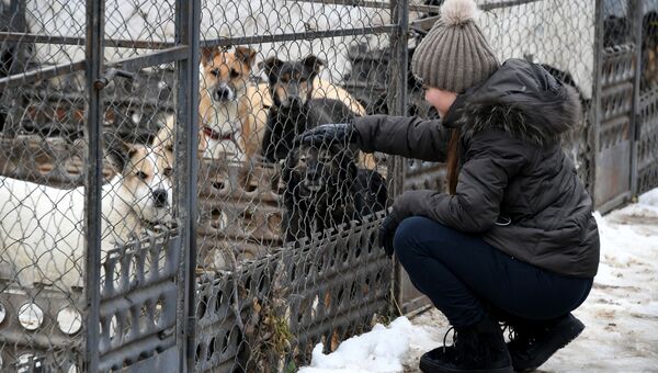 Волонтеры в приюте для безнадзорных животных в микрорайоне Каменка в Симферополе