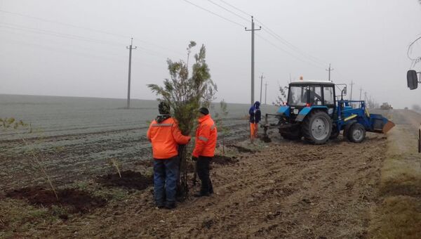 Сотрудники ГУП Крымавтодор высаживают деревья вдоль обслуживаемых дорог
