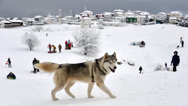 Собака на плато Ай-Петри в Крыму