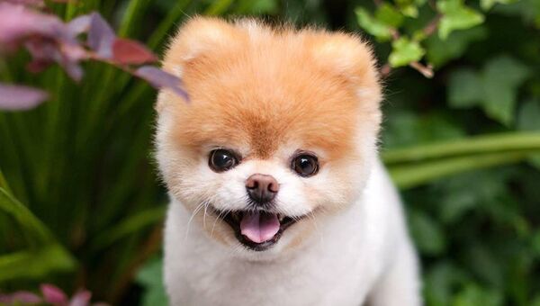 В США умерла «самая милая собака в мире» - ФОТО | вторсырье-м.рф | Новости
