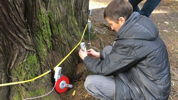 УЗИ кипарисам: специалисты НБС обследовали старейшие деревья в Сочи