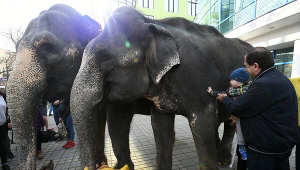 В центре Симферополя горожане смогли покормить и потрогать слонов, а также сделать с ними фото