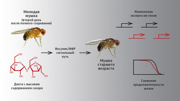 Диета с высоким содержанием сахара меняла экспрессию гена dFOXO у дрозофил, из-за чего сокращалась продолжительность их жизни. Диета с высоким содержанием сахара меняла экспрессию гена dFOXO у дрозофил, из-за чего сокращалась продолжительность их жизни.