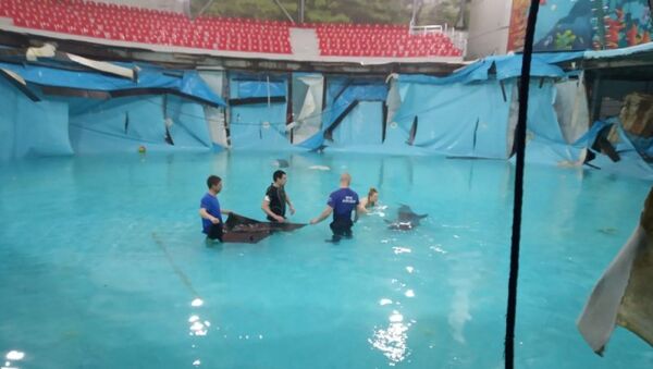 Спасение дельфинов во время разгерметизации бассейна в дельфинарии в Алуште. 9 февраля 2019